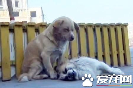 怎么看待寵物死后？