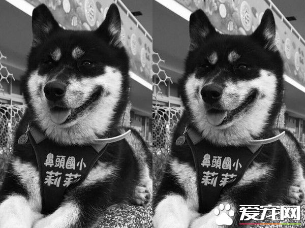 鼻頭國小校犬遭撞死離世 師生淚：一路好走