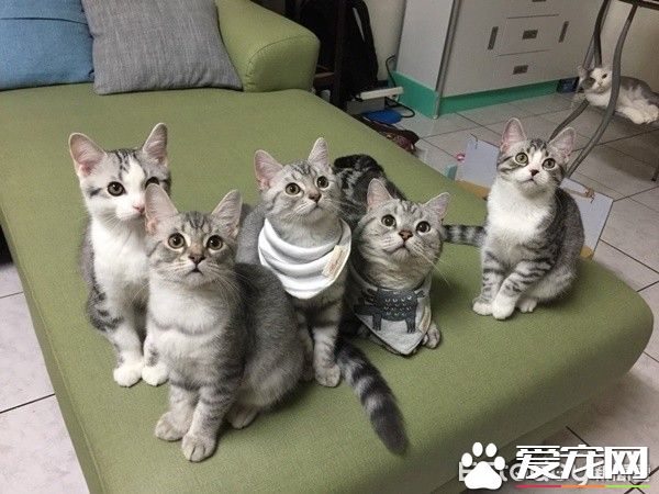 超級奶爸短毛貓 父代母職舉腳耐心讓女兒喝奶