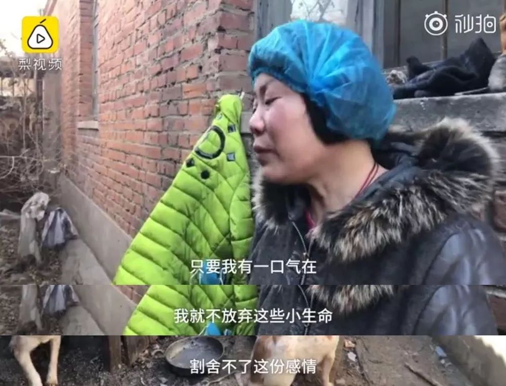 女子為收養流浪小動物 最后自己卻沒錢看病
