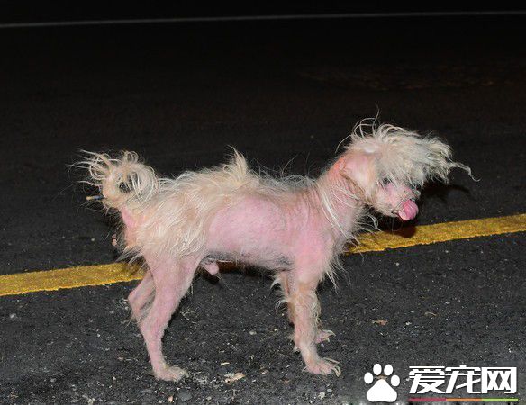 善心正妹凌晨援救抹布狗 掏百元鈔票感動哭志工