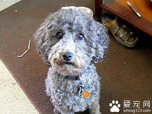 一只為憂郁癥主人打氣的服務犬 非常貼心