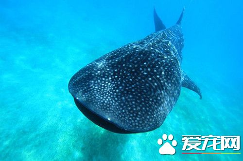 3/4鯨鯊棲地在印尼 保育兩年仍瀕危