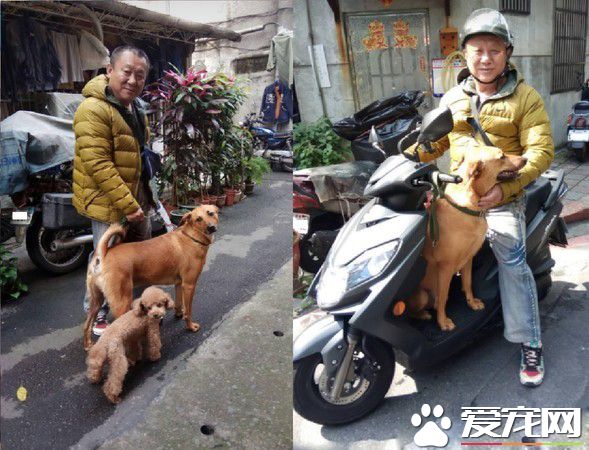 阿公給金孫下廚煮豐盛早午餐 讓飼主吃醋無奈