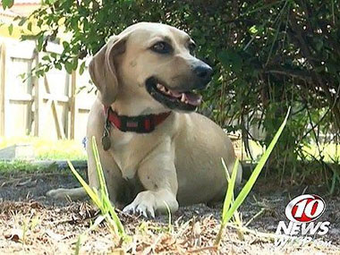 阿根廷流浪犬勇退流氓，救助花季少女