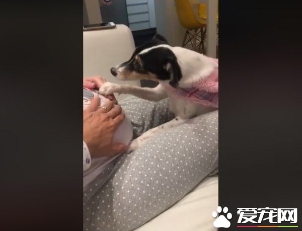 狗狗超愛未出世的小主人 用頭狂蹭馬麻肚皮