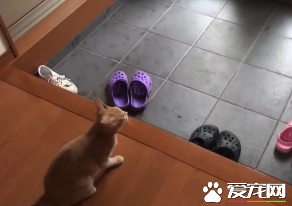 貓咪也愛出去玩 主人出門上課必須過貓咪的阻擋關卡
