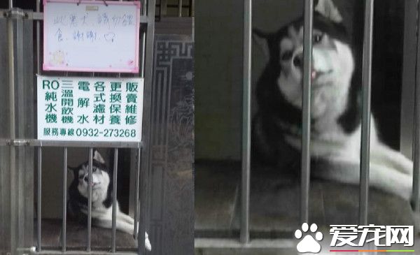此惡犬請勿喂食 爸爸掛告牌惹汪超不爽
