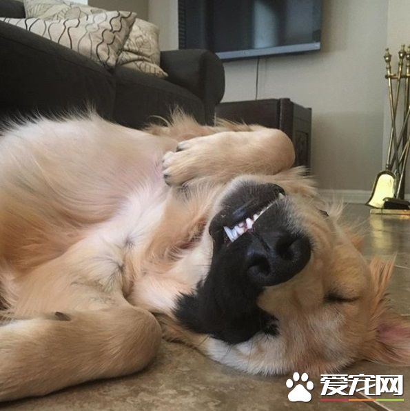 黃金獵犬戴半邊面罩 超特別長相成獨一無二狗狗!