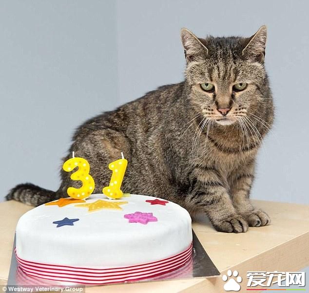 31歲的喵星人過生日 有望成為世界上最老的貓