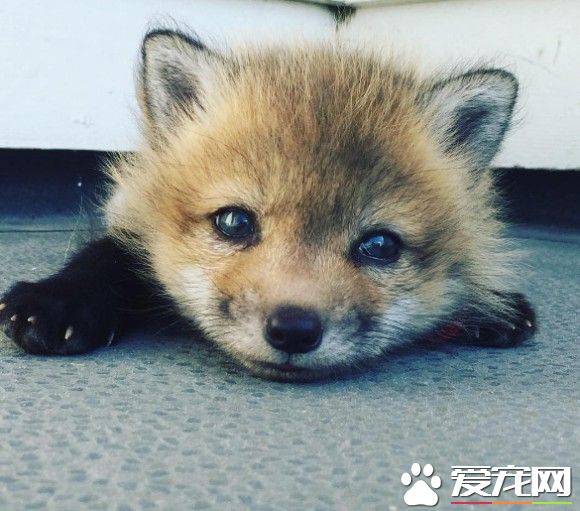 小狐貍差點成為皮毛大衣 幸好有好心人收養
