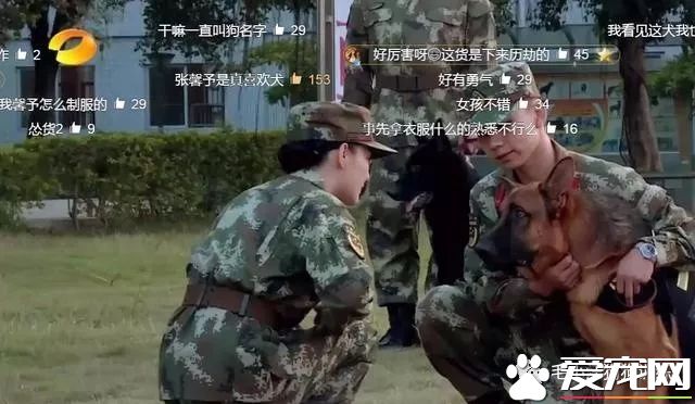 訓犬狗狗不配合已經不算事兒了，《奇兵神犬》張馨予訓犬都訓到哭了