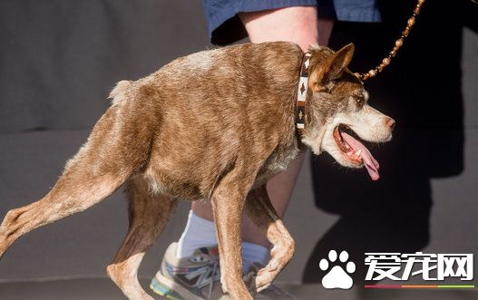 雜交駝背狗獲“最丑的狗”封號 主人獲豐厚獎金