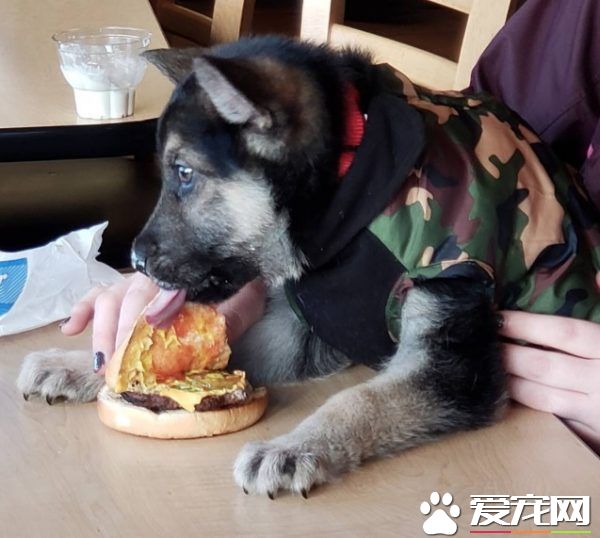 心臟病狗狗生命剩幾個月 中途媽媽帶它享受狗生