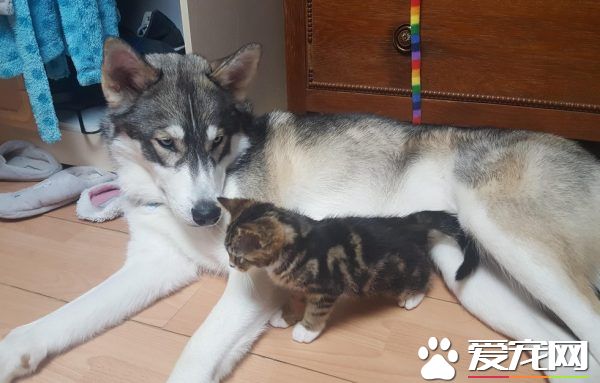 狗狗的分離焦慮癥 被治愈力超強的喵星人治好