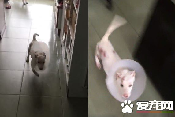 小白遭受火燒四肢灼傷 日前出院超開心蹦跳