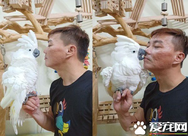 屁孩鸚鵡偷咬媽媽大腿肉 惹媽媽生氣趕緊親親謝罪