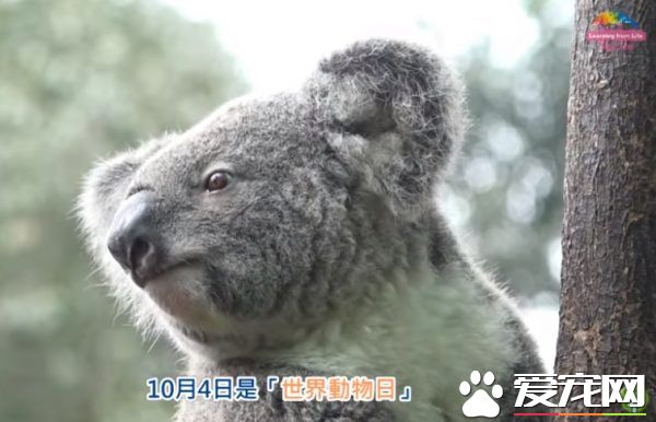 珍愛生命 愛護生態 請不要讓“我們”消失！