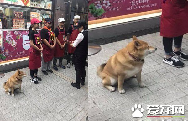 店長柴買魯肉飯 不用考察人家開會啦!