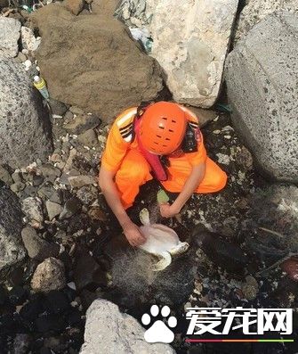 綠蠵龜誤觸漁網擱淺下水道 澎湖岸巡邏救了它
