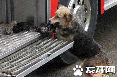 溫州男子沖進火海為救寵物狗 不幸身亡