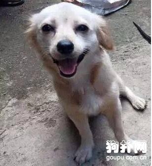 狗狗被眼鏡蛇咬傷，在生命的最后一刻也要給主人燦爛的微笑