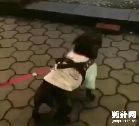 和朋友打賭測試狗狗的忠誠度，狗狗的表現沒讓人失望
