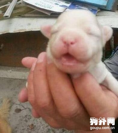 流浪狗被環衛工人好心救下，半月后產崽報答