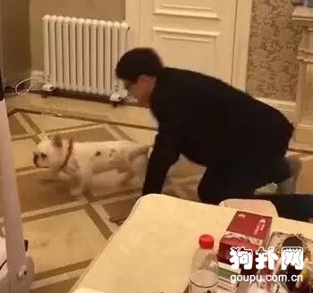 狗狗睡夢中被二逼主人吼醒，嚇得腳步打顫，站都站不穩了