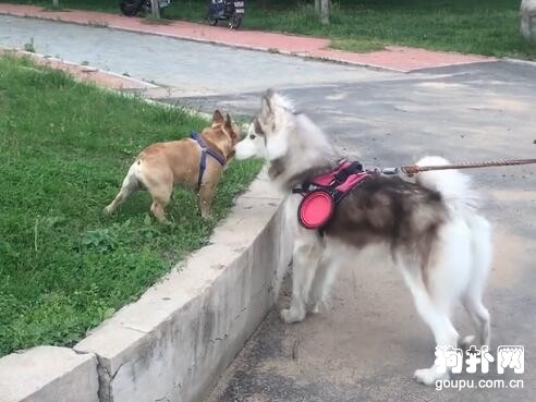 法斗出門玩耍，遇見阿拉斯加秒慫變雕像