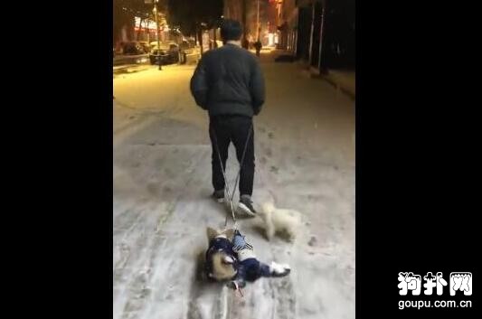 狗子晚上玩瘋了不愿意回家，被主人強行拖走