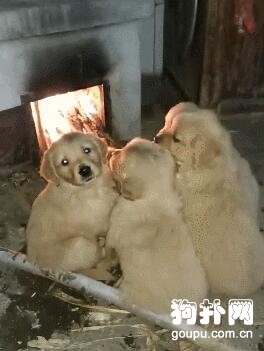 五只狗狗擠在土灶下烤火，看著好危險啊，大家覺得呢？