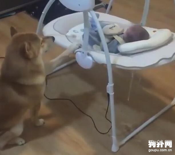 狗狗看主人不在，主動去哄寶寶睡覺，這也太懂事了吧
