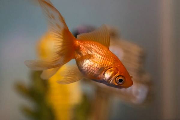金魚有什么顏色