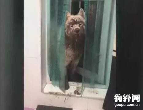 狗子一身污泥回家，主人大怒，網友：干脆燉了吃肉！