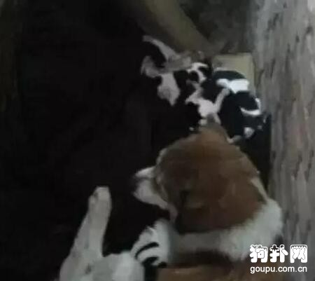 小奶狗一只接一只被凍死，狗媽媽忍痛將孩子送人，心酸