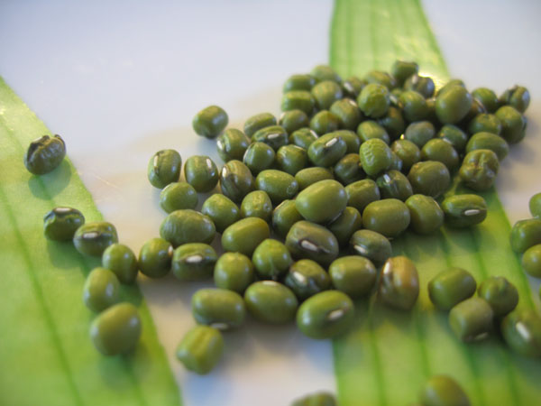狗狗可以吃綠豆嗎