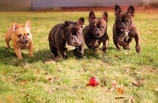 法國斗牛犬是烈性犬嗎