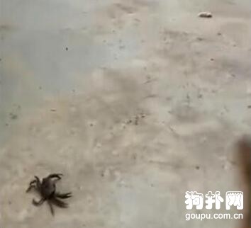 被小螃蟹嚇得哇哇叫的大狗，太慫了吧