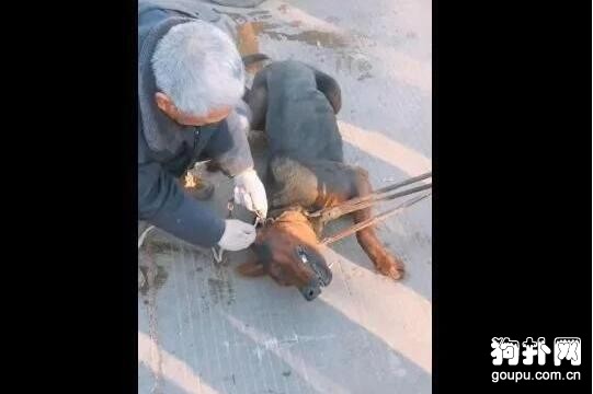 土狗看家數年，因年老要被主人賣掉，真為它不值！