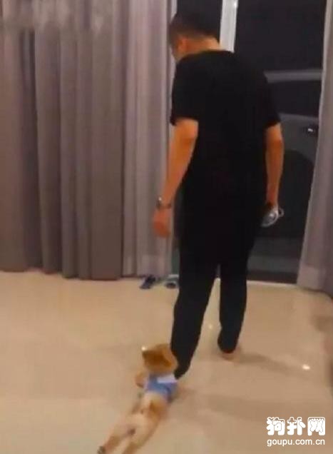 主人不帶狗狗出門散步狗狗就賴地撒嬌，真是磨人的小妖精
