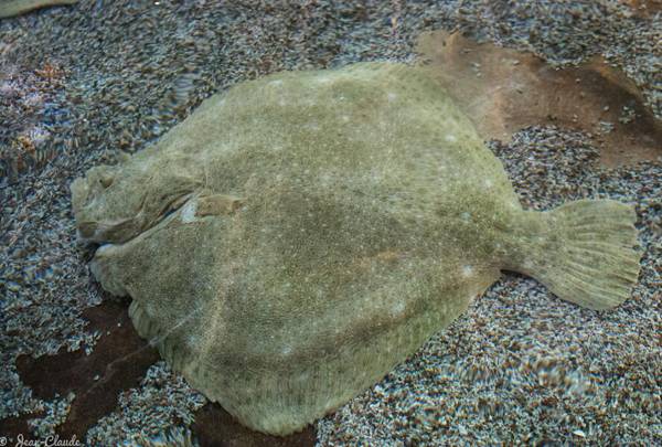 多寶魚淡水能養嗎