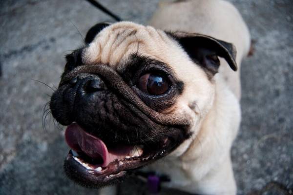 巴哥犬只認一個主人嗎