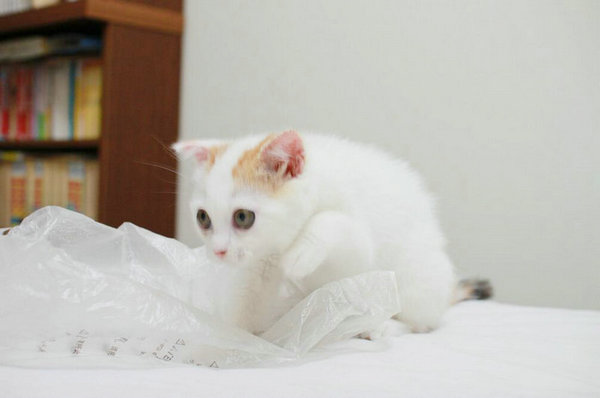 小貓肚子鼓鼓的