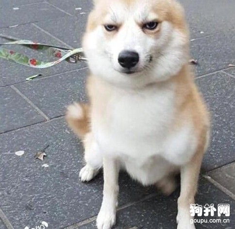 狗狗聽到主人夸別的汪不開心了，瞧，眼神兒都變了