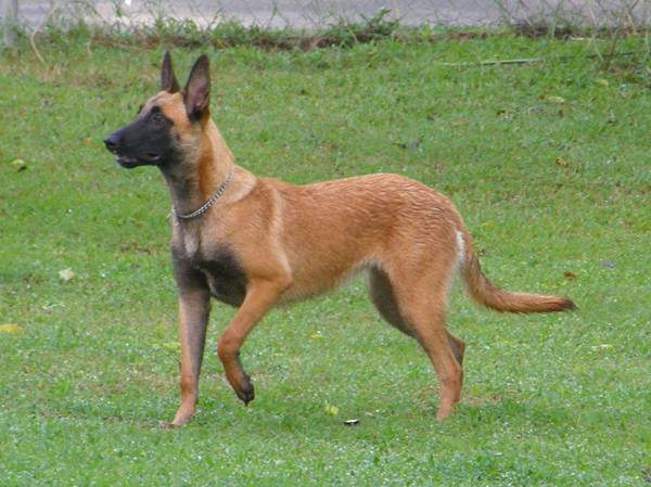 馬犬幾個月認主人