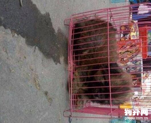 玩套圈套狗被坑幾百塊，老板于心不忍，把狗送給我