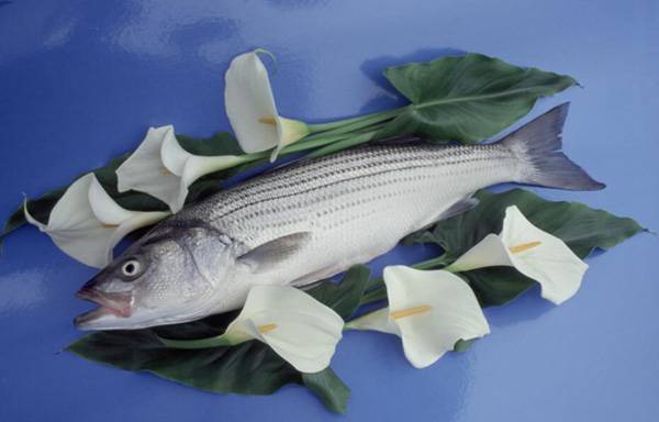 鱸魚產自哪里