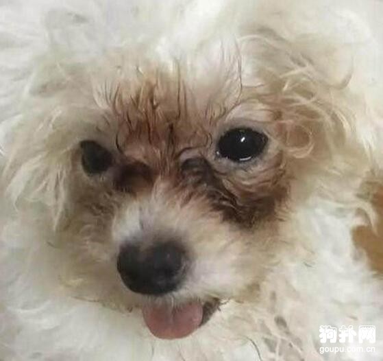 寵主沒時間照顧狗狗，栓在外面任由它風吹日曬，太慘了