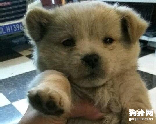 撿來的狗狗患了細小，醫生建議我放棄，我做不到